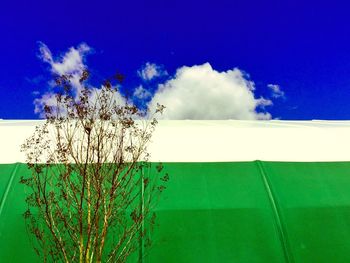 Low angle view of plants against blue sky