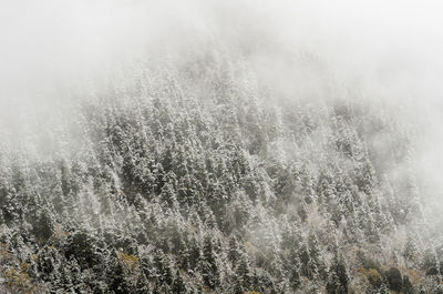 Trees in forest during foggy weather