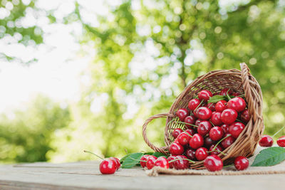 Overturned wicker basket outdoor with big sweet cherries on wooden terrace or table background