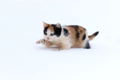 Cat lying on white background