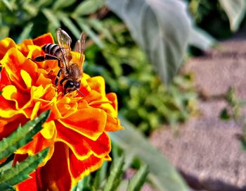 Close-up of bee on flower