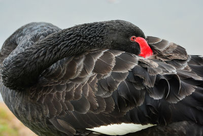 Close-up of swan