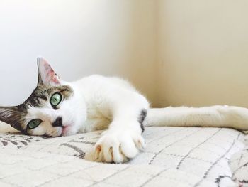 Portrait of cat lying on bed