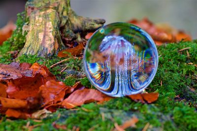 Close-up of bubbles against plants