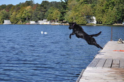 Dog in lake