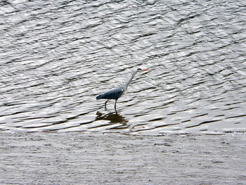 View of a bird in water