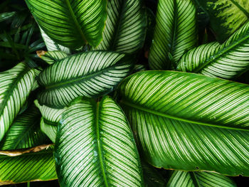 Full frame shot of palm leaves