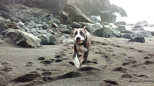 Portrait of dog on beach