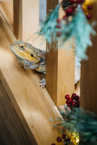 Close-up of an animal on wood