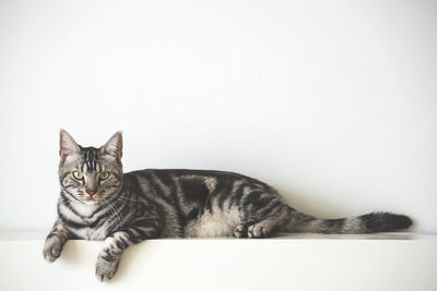 Portrait of a cat resting on white background