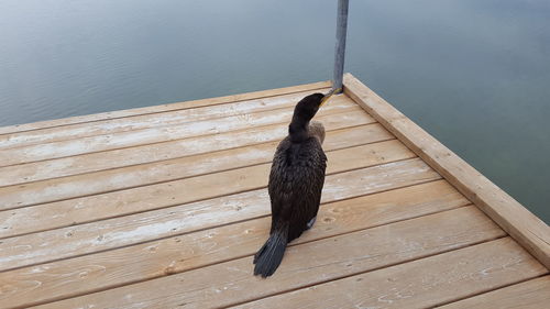 High angle view of bird perching on pier over lake