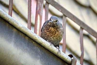 Close-up of bird perching on metal railing