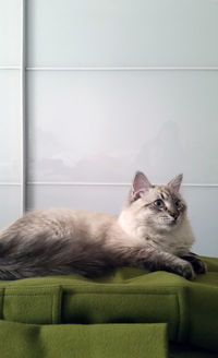 Portrait of cat sitting on floor