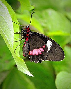 Close-up of butterfly on leaf