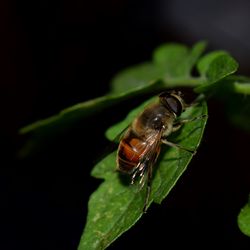 Close-up of insect on plant