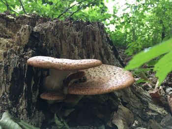 Close-up of mushroom growing on tree trunk