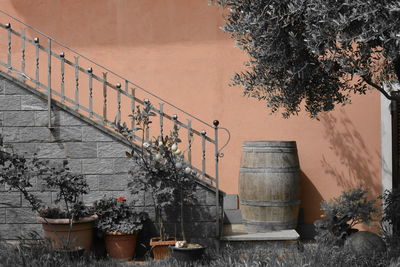 Potted plant against wall