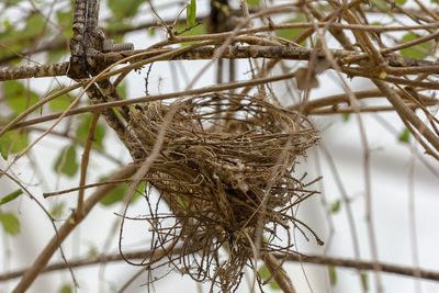 Low angle view of bird nest on plant