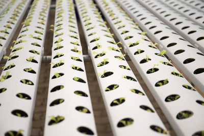 Full frame shot of seedlings in greenhouse