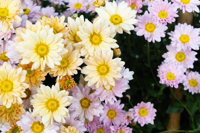 Close-up of daisies