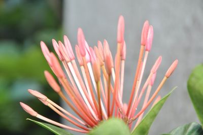 Close-up of flower