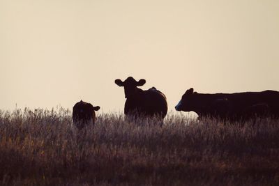 Cows grazing on field