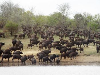 Water buffalo on shore