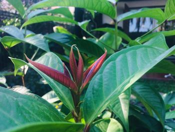 Close-up of red flowering plant