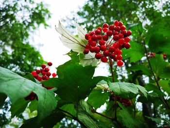 Low angle view of red berries growing on tree