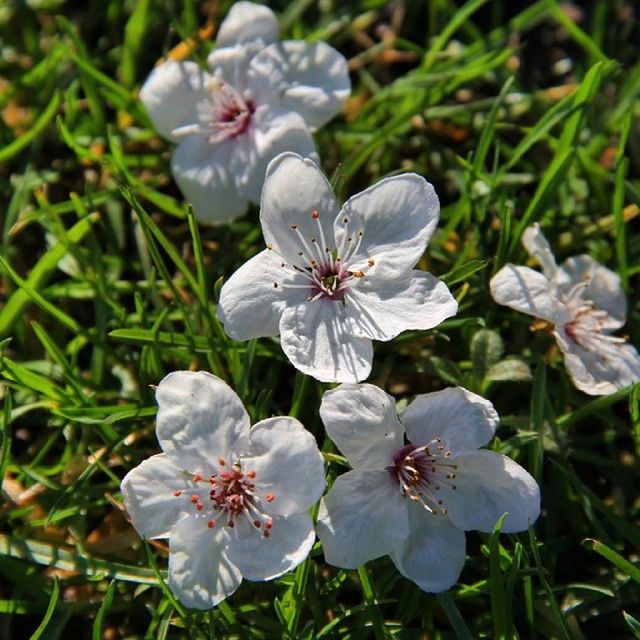 flower, petal, freshness, fragility, flower head, growth, beauty in nature, blooming, nature, plant, close-up, in bloom, focus on foreground, pollen, high angle view, field, white color, stamen, purple, day