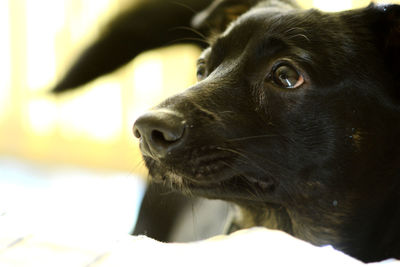 Close-up portrait of a dog