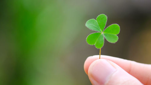 Close-up of hand holding clover