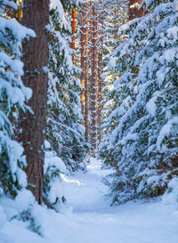 A beautiful pine forest in sunny winter day. snowy scenery of northern europe.