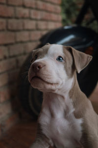 Close-up portrait of a dog looking away