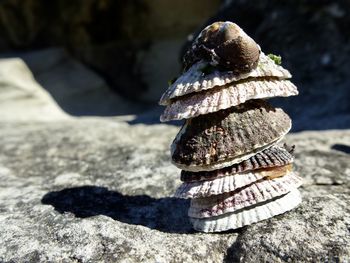 Close-up of shell stack on rock