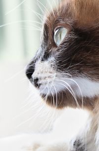 Close-up of cat looking away