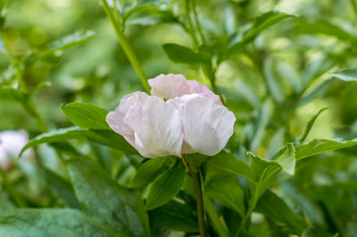 Close-up of white rose flower