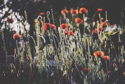 Close-up of red flowers blooming in field