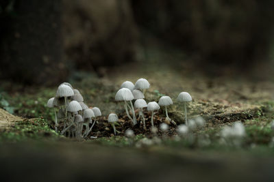 Close-up of mushrooms growing on field