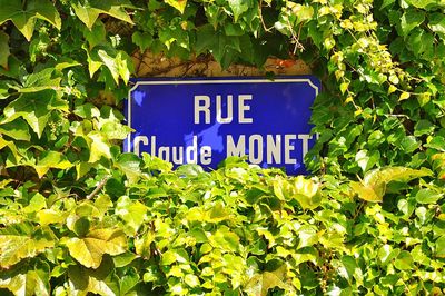 Close-up of information sign against plants