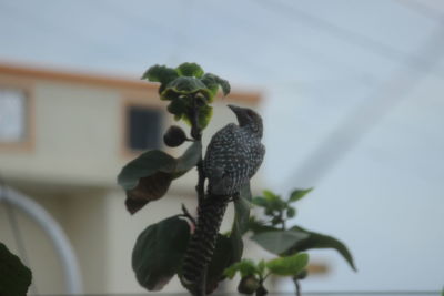 Close-up of plant against blurred background