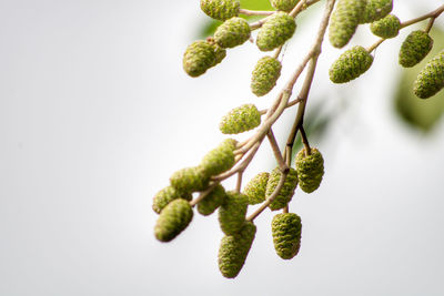 Close-up of plant against white background