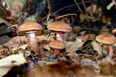 Close-up of mushroom on field