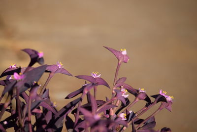 Close-up of purple flowers