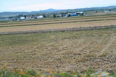 Scenic view of agricultural field against sky