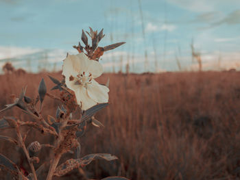 Close-up of wilted flower on field