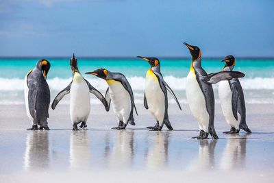 Penguins at beach against sky