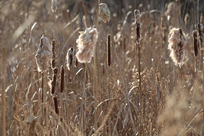 Close-up of wilted plant on field