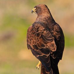 Close-up rear view of red tail hawk against blurred background