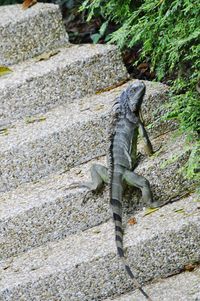 Close-up of lizard on rock